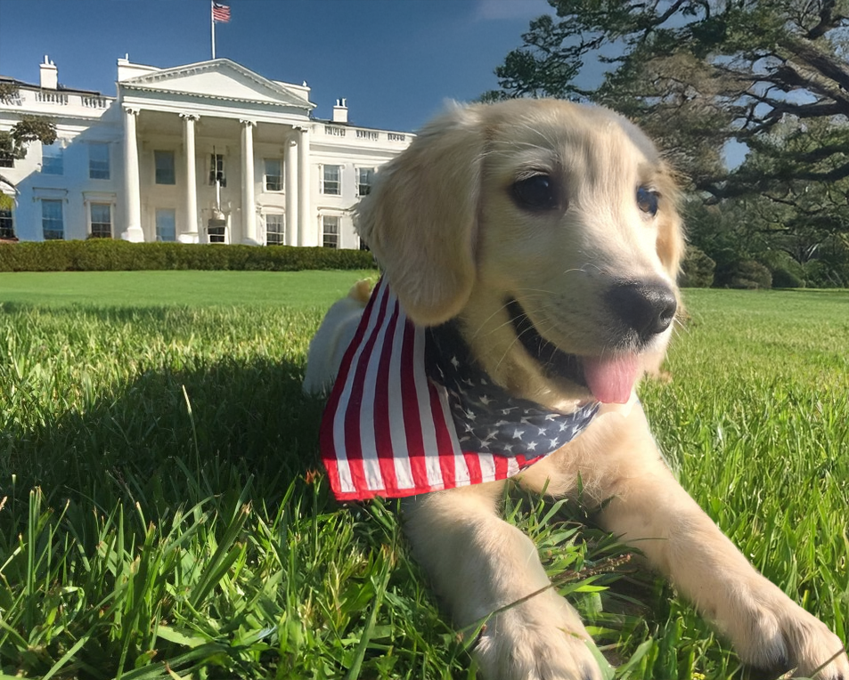 Liberty, a Golden Retriever, sits on the South Lawn